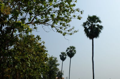 Low angle view of trees against sky