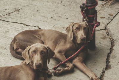 Portrait of dog sitting outdoors