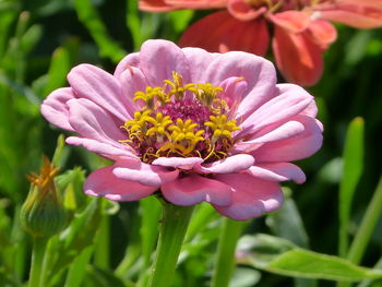 Close-up of pink flower