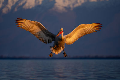 Bird flying over lake