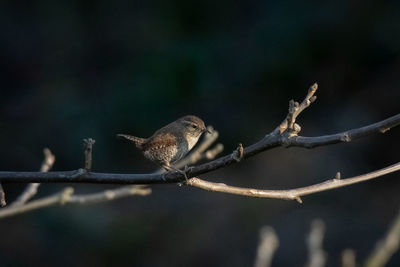 View of wren bird perching on branch