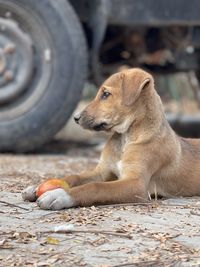 View of a dog looking away