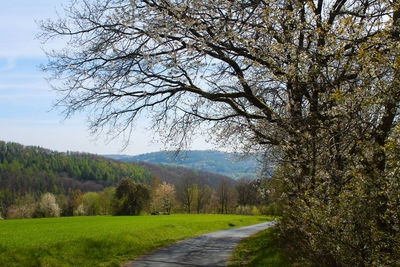 Road amidst trees on field against sky