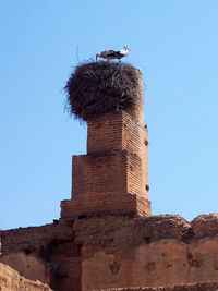 Low angle view of bird perching on rock against sky