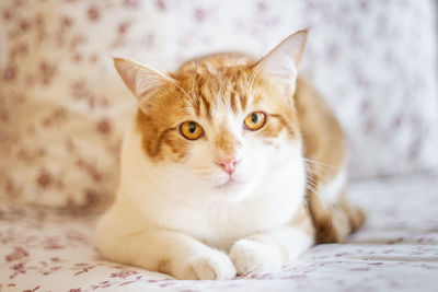 Portrait of cat lying on bed