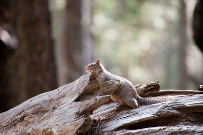 Close-up of lizard