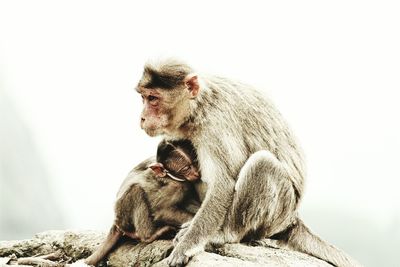 Side view of mother and baby monkeys