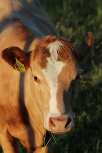 Close-up portrait of cow