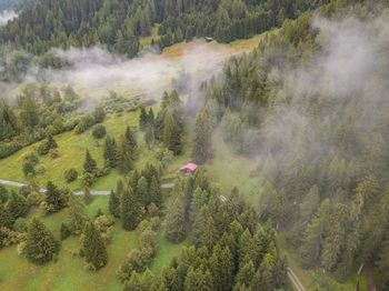 High angle view of pine trees in forest