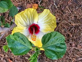 Close-up of yellow flowering plant