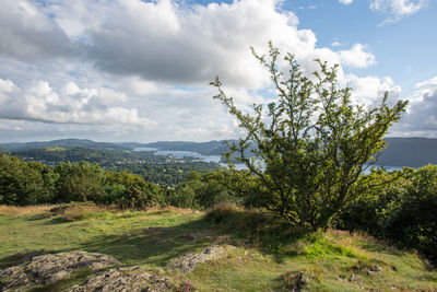 Plants growing on landscape against sky