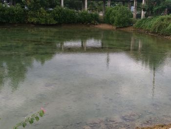 Reflection of trees in lake