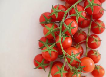 Close-up of red berries