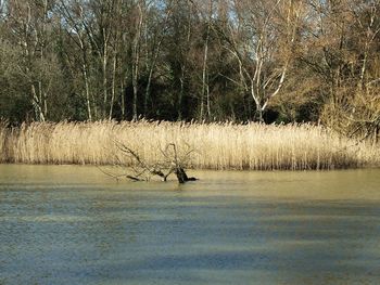 Scenic view of lake