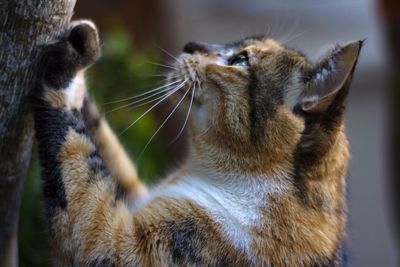 Close-up of a cat