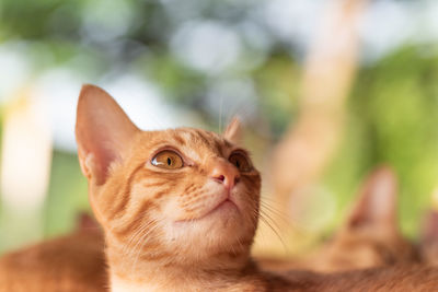 Close-up of cat looking away while relaxing outdoors