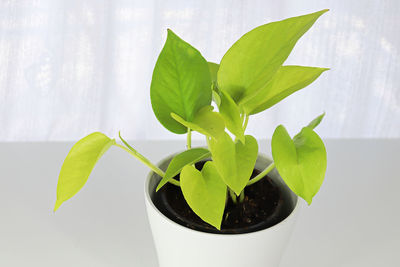 Close-up of small potted plant