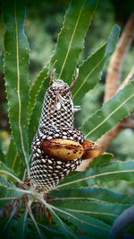 Close-up of insect on plant