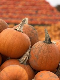 Kürbis oktober pumpkin
