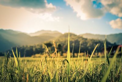 Plants growing on field against sky