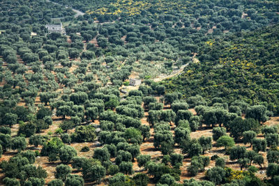 High angle view of trees in forest