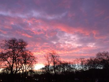 Silhouette of trees at sunset