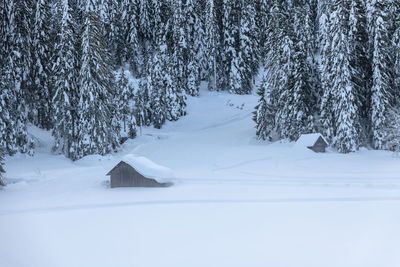 Snow covered land and trees on field