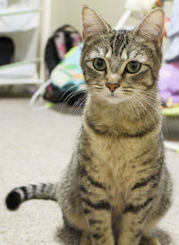 Close-up cutie portrait of tabby cat