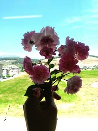 Close-up of flowers blooming against sky