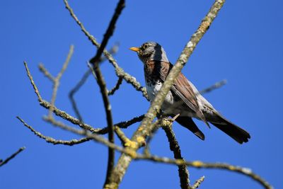 Low angle view of bird perching on branch against blue sky