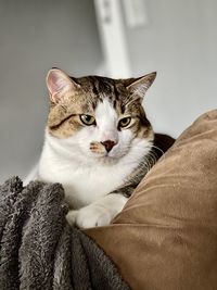 Close-up portrait of cat relaxing at home