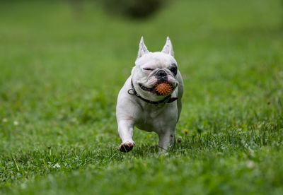 Dog running on grass