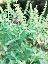 Close-up of ladybug on plant