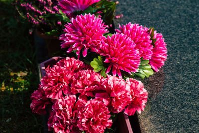 High angle view of pink flowering plant