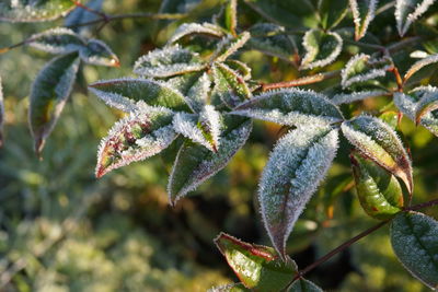 Close-up of snow on plant