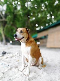 Dog looking away while sitting on tree