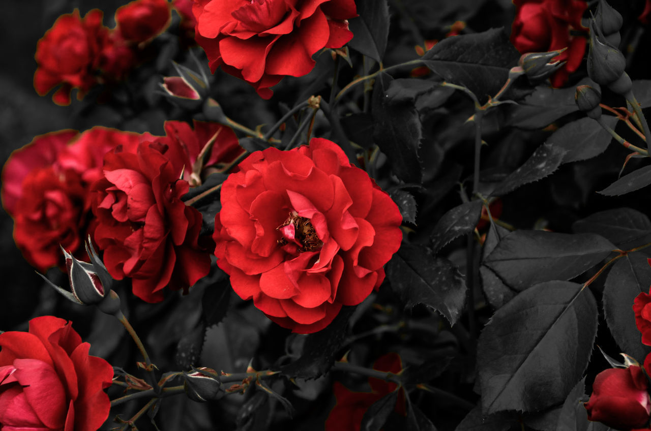 CLOSE-UP OF RED ROSE BOUQUET