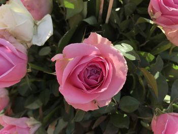 Close-up of pink rose blooming outdoors