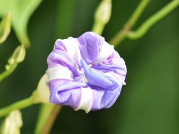 Close-up of purple flower blooming outdoors