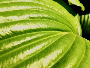 Close up of green plant