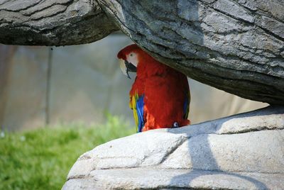 Close-up of bird perching on tree