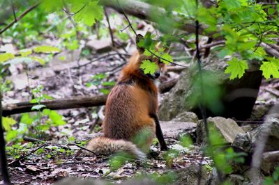 Squirrel in forest