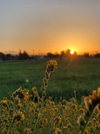 Scenic view of field against sky during sunset