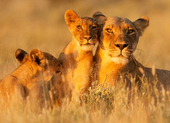 Lioness standing on field