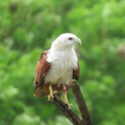 Close-up of bird perching on tree