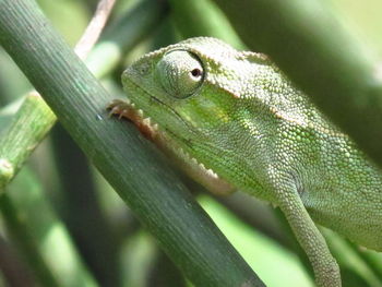 Close-up of lizard on tree