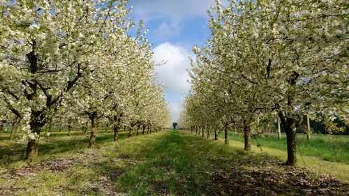 Scenic view of flowering trees by plants against sky