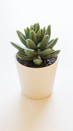 Close-up of succulent plant on table