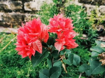 Close-up of red flowering plant