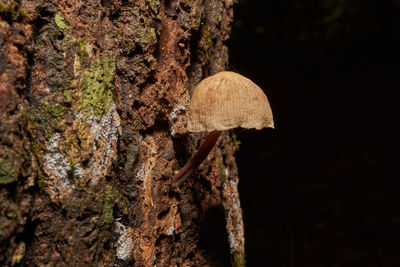 Close-up of mushroom growing on tree trunk